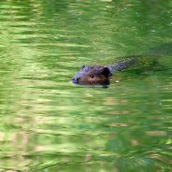 Momma Beaver 